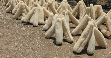 انطلاق حصاد محصول اللوف فى غيطان الشرقية.. صور