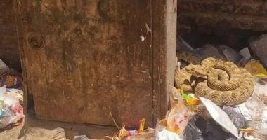 تداول صورة لأفعى صحراوية ضخمة في شارع بنجع حمادي ورئيس المدينة يوضح الحقيقة