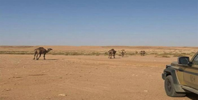 ” البيئي” يضبط مخالفًا لارتكابه مخالفة رعي في محمية الملك عبدالعزيز الملكية