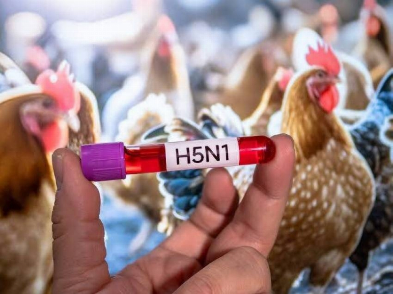 أستراليا: رصد انتقال محلي لفيروس إنفلونزا الطيور (H5N1)