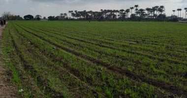 موعد زراعة القمح فى مصر.. التوقيت الأمثل لبدء الموسم الجديد