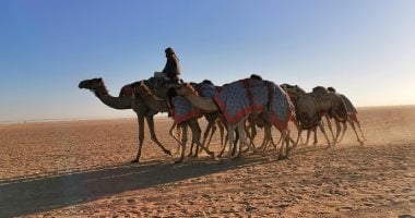 ميدان الهجن بنجران السعودية يعلن نتائج سباق سن “اللقايا”
