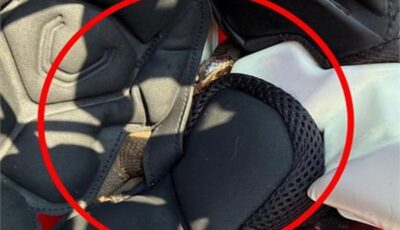 مفاجأة داخل الخوذة.. لاعب كرة قدم يتدرب ساعة كاملة وثعبان سام بجوار رأسه