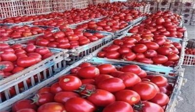 أسعار الخضروات في سوق العبور للجملة اليوم السبت 15 أغسطس