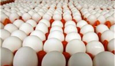 أسعار البيض اليوم الأربعاء 19 أغسطس بعدد من المزارع المحلية