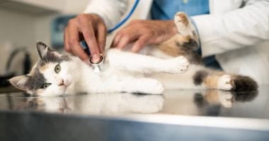 بعد شفاء ثعبان.. ماهى أنواع السرطان عند الحيوانات والزواحف وطرق علاجها