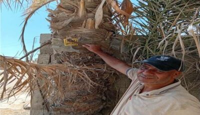 بدء مشروع ترقيم الأشجار حفاظا على الغطاء النباتي في سيناء 