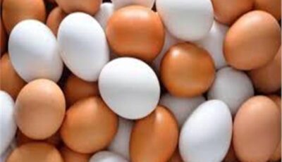 أسعار البيض اليوم الخميس 27 أغسطس بعدد من المزارع المحلية