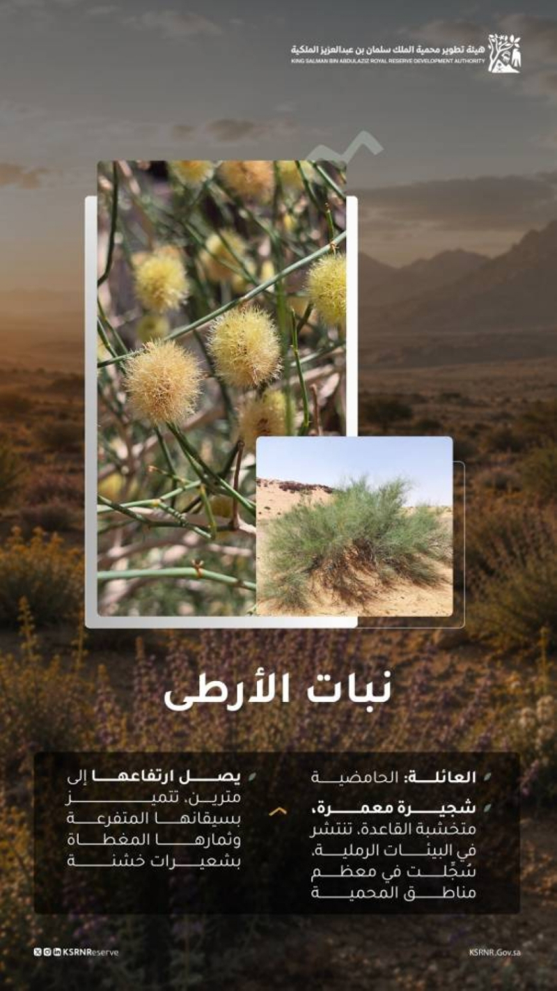 “محمية الملك سلمان” تُسلط الضوء على خصائص نبات الأرطى
