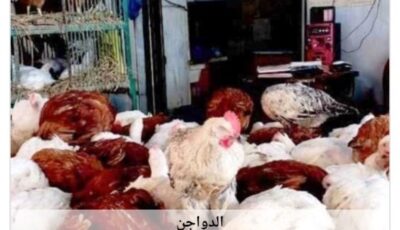 أسعار الدواجن في أسوان اليوم الأربعاء 19-8-2026