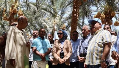 محافظ الوادي الجديد تشهد حصاد البرحي بمزارع وزارة الزراعة بشرق العوينات