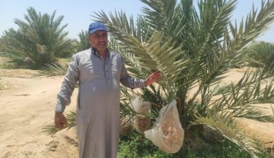 «ملكة التمور» تستعد للتتويج.. بشائر موسم المجدول تزين مزارع طور سيناء