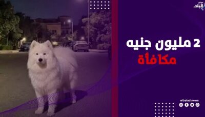 2 مليون جنيه للعثور على الكلبة سكرا ..إعلان يثير الجدل بالتجمع الخامس