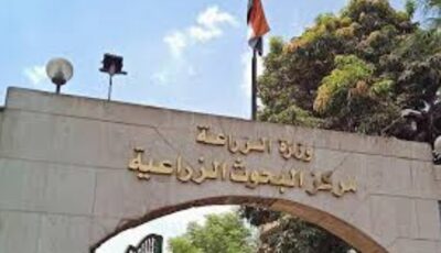 تطوير سلالات جديدة من الأرانب