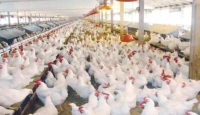 بكام الفراخ انهاردة.. أسعار الدواجن والبانيه اليوم الثلاثاء بالأسواق