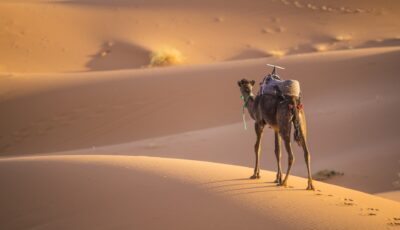 حتى “سفن الصحراء” تستسلم.. كيف هزم المناخ الحيوان الذي لا يُقهر؟ | علوم