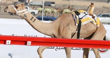 ميدان نجران للهجن يقيم سباق سن “الحقايق” غدا