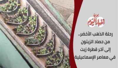 معايشة داخل المعصرة.. نرصد رحلة «الذهب الأخضر» من أغصان الزيتون إلى زجاجة الزيت