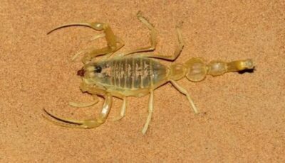 أخبار الوادي الجديد | إصابة 4 أشخاص بلدغات عقارب.. وقافلة مجانية لطب وجراحة العيون بمستشفى الخارجة